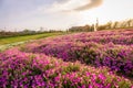 Landscape of blooming pink and white flower field with beautiful house on mountain under the red colors of the summer sunset Royalty Free Stock Photo