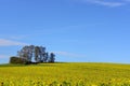 Landscape with blooming rapeseed and sunflowers against a blue sky, a gentle hill with trees and a cross Royalty Free Stock Photo
