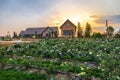 Landscape of blooming rose graden with beautiful house on mountain under the red colors Royalty Free Stock Photo