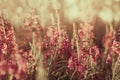 Blooming wild flowers willow-herb