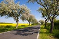 Landscape with blossom apple tree Royalty Free Stock Photo