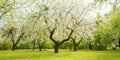 Landscape with blossoming Apple garden in spring