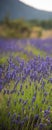 Landscape with blossoming of lavander flowers on the field. cutted for vertical banner. Royalty Free Stock Photo