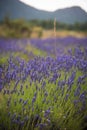 Landscape with blossoming of lavander flowers on the field Royalty Free Stock Photo