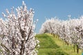 Landscape with blossoming orchard in Spring