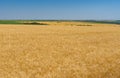 Landscape with blue cloudless sky and ripe wheat fields near Dnipro city, central Ukraine Royalty Free Stock Photo