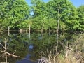 Landscape of a blue lake and a wooden path that goes along the lake Royalty Free Stock Photo