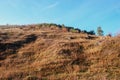 Landscape with blue sky and autumn trees and brush upon grassland hills. Royalty Free Stock Photo