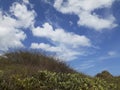 Landscape Blue Sky Cactus Plants Photo Royalty Free Stock Photo