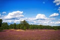 Landscape with blue sky, clouds, trees and and heide meadow