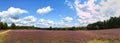 Landscape with blue sky, clouds, trees and and heide meadow