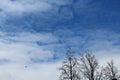 Blue sky with white clouds, the silhouette of trees without leaves, in the daytime. Royalty Free Stock Photo
