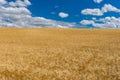Landscape with blue sky, white clouds and ripe wheat fields near Dnipro city, central Ukraine Royalty Free Stock Photo