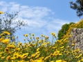 Landscape of blue sky and yellow chamomiles on meadow Royalty Free Stock Photo