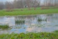 Landscape blur of flooded meadow withr eed