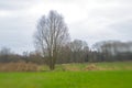 Landscape blur of green meadow with trees Royalty Free Stock Photo