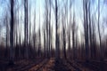 Landscape blurred autumn forest Royalty Free Stock Photo