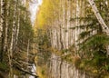 Landscape with a bog ditch, colorful trees on the side of the ditch, tree trunks falling across the water, white birch trunks and Royalty Free Stock Photo