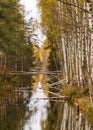 Landscape with a bog ditch, colorful trees on the side of the ditch, tree trunks falling across the water, white birch trunks and Royalty Free Stock Photo