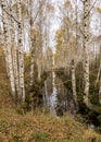 Landscape with a bog ditch, colorful trees on the side of the ditch, tree trunks falling across the water, white birch trunks and Royalty Free Stock Photo