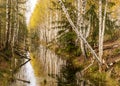 Landscape with a bog ditch, colorful trees on the side of the ditch, tree trunks falling across the water, white birch trunks and Royalty Free Stock Photo