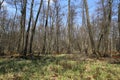 Landscape with bog in forest