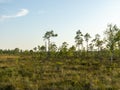 Landscape with bog sunset colors, tree silhouettes, bog grass,