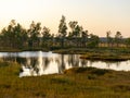 Landscape with bog sunset colors, tree silhouettes, bog grass