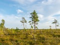 Landscape with bog sunset colors, tree silhouettes, bog grass