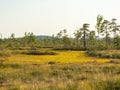 Landscape with bog sunset colors, tree silhouettes, bog grass