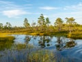 Landscape with bog sunset colors, tree silhouettes, bog grass