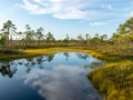 Landscape with bog sunset colors, tree silhouettes, bog grass