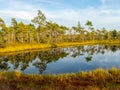 Landscape with bog sunset colors, tree silhouettes, bog grass