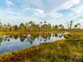 Landscape with bog sunset colors, tree silhouettes, bog grass