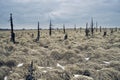 Grass landscape during winter with some snow Royalty Free Stock Photo