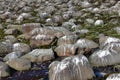 Landscape and boulders on shorewhere birds often rest and defecation