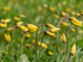 Landscape with bright meadow, wild tulips together with dandelions, dominated by yellow and green Royalty Free Stock Photo