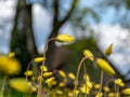 Landscape with bright meadow, wild tulips together with dandelions, dominated by yellow and green Royalty Free Stock Photo