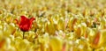 Landscape with bright red tulip in a field of yellow tulips Royalty Free Stock Photo