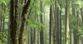 Landscape of broadleaved trees in a forest under the sunlight in the daylight