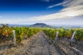 Landscape of Brouilly mountain and vineyards, Beaujolais, France Royalty Free Stock Photo