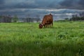 Landscape with brown cow, green meadow and stormy sky Royalty Free Stock Photo