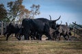 Landscape with bulls in Camargue Royalty Free Stock Photo