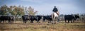 Landscape with bulls and guardians in Camargue Royalty Free Stock Photo