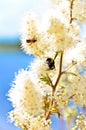 The landscape with the bumblebee of the beautiful white flowes