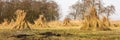 Landscape with bundles of reed on wetland Royalty Free Stock Photo