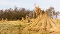 Landscape with bundles of reed on wetland Royalty Free Stock Photo