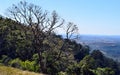 Landscape in Bunya National Park