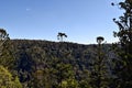 Landscape in Bunya National Park