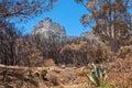 Landscape of burnt trees after a bushfire on Table Mountain, Cape Town, South Africa. Outcrops of a mountain against